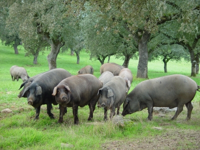 El jamón de Valdelarco El jamón de Valdelarco