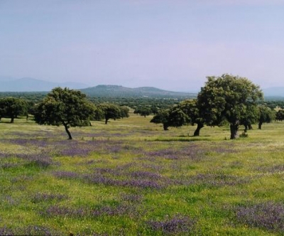 La montanera del cerdo ibérico La montanera del cerdo ibérico
